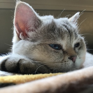 Fundraising Page: Cheryl McCoy